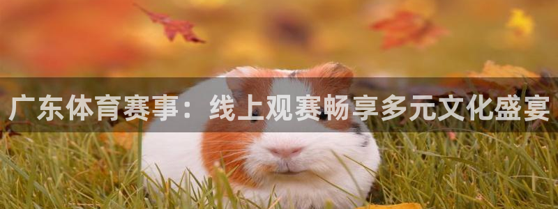 广东体育赛事：线上观赛畅享多元文化盛宴